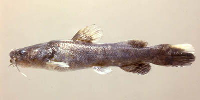 The flathead catfish feed on small channel catfishes. Photo © Lawrence Page