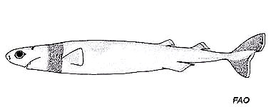 Cookiecutter shark. Illustration courtesy © FAO