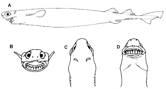 Cookiecutter shark, A) Side view, B) frontal view of the head, C) dorsal view of the head, D) ventral view of the head. Illustration courtesy FAO