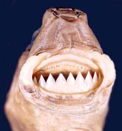 Cookiecutter shark dentition. Photo © George Burgess