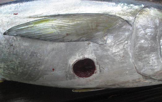 Distinctive cookiecutter shark wound on a yellowfin tuna. Photo © John Soward