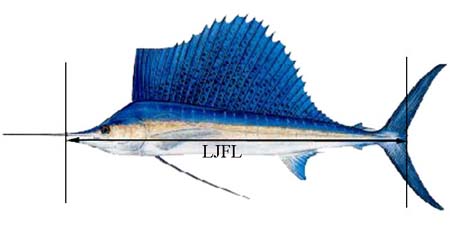 Sailfish catch size limit in federal waters is a lower jaw fork length (LJFL) of 63 inches (160 cm). Image courtesy NOAA