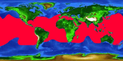 World distribution map for the sailfish