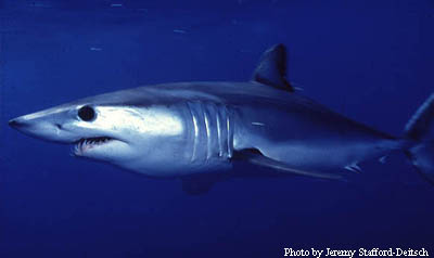 Shortfin Mako. Photo © Jeremy Stafford-Deitsch