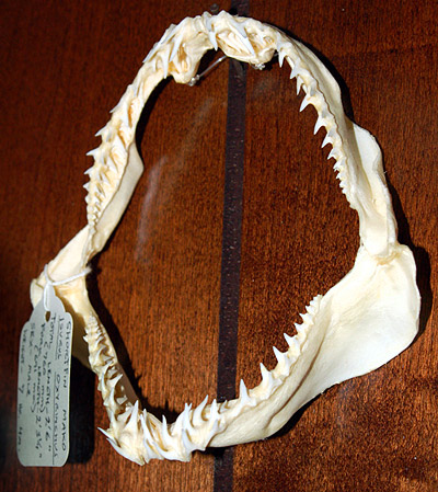 Shortfin mako jaw. Photo © Cathleen Bester/Florida Program for Shark Research