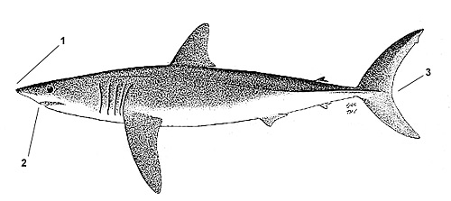 Shortfin mako (Isurus oxyrhincus). Illustration courtesy FAO, Species Identification and Biodata