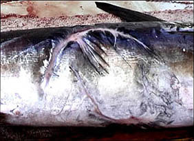 Mako bitemarks on a swordfish (Xiphias gladius). Photo © Chad Macfie