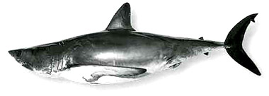 Longfin mako. Photo courtesy National Marine Fisheries Service