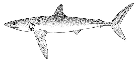 Longfin mako. Image courtesy FAO Vol. 4 Part 1, Sharks of the World