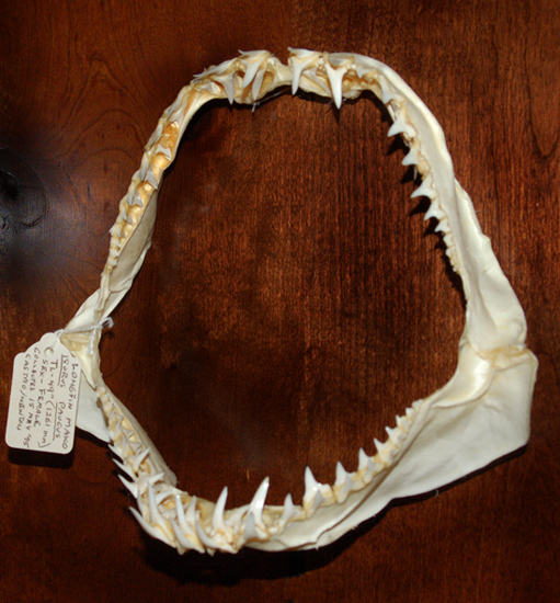 Longfin mako jaw. Photo © Cathleen Bester/Florida Program for Shark Research