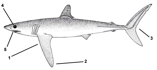 Longfin mako (Isurus paucus). Illustration courtesy FAO, Species Identification and Biodata