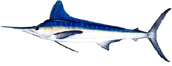 White marlin