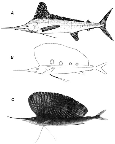 White marlin juvenile and adult morphology A. Adult, B. Juvenile, 124.9 mm, C. Juvenile, 190.5 mm. Image courtesy Nakamura et al. (1968), de Sylva (1963) in Development of Fishes of the Mid-Atlantic Bight, U.S. Fish and Wildlife Service