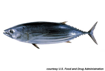 Skipjack Tuna. Photo courtesy U.S. Food and Drug Administration