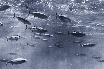 Skipjack tuna school. Photo courtesy NOAA
