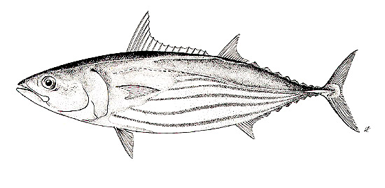 Skipjack tuna. Illustration courtesy FAO Species Catalog: Scombrids of the World