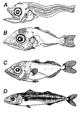 Skipjack tuna early life history; A. 3.7 mm NL, B. 7.1 mm SL, C. 14.5 mm SL, D. 47.0 mm SL. Image courtesy Matsumoto (1958) in Development of Fishes of the Mid-Atlantic Bight - U.S. Fish and Wildlife Service