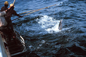 Fishing for skipjack tuna. Photo courtesy NOAA