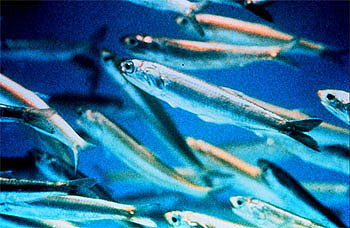 Skipjack tuna feed on small schooling fishes including anchovies as pictured above. Photo courtesy NOAA