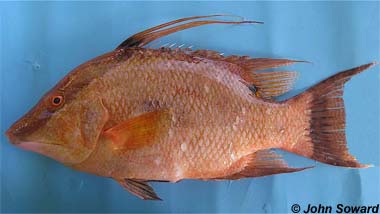 Hogfish. Photo © John Soward