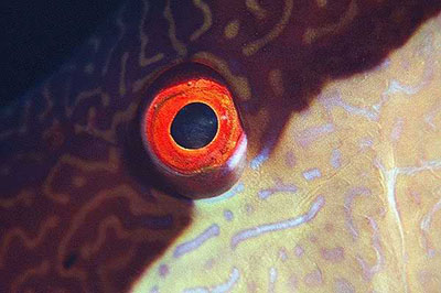 The iris of the hogfish is bright red. Photo © Keri Wilk