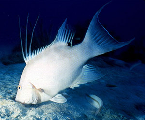 Hogfish searching for mollusks. Photo © George Ryschkewitsch