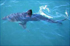 Salmon shark. Photo courtesy NOAA