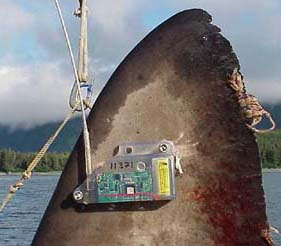 Transmitter on the dorsal fin of a salmon shark, used to track vertical and horizontal migration. Image courtesy National Marine Fisheries Service