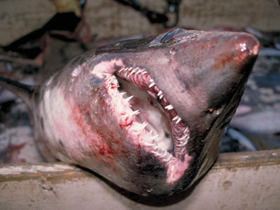 Close-up of the jaw of a salmon shark. Photo courtesy National Marine Fisheries Service