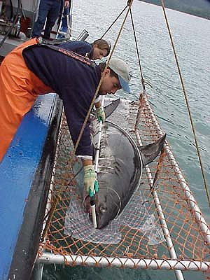 Researchers working with a salmon shark. Photo courtesy National Marine Fisheries Service