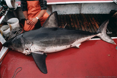 Salmon shark. Photo courtesy Virginian Institute of Marine Science