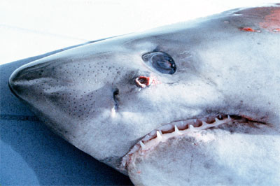 Salmon shark up-close. Photo courtesy Virginian Institute of Marine Science