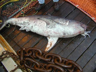 Salmon shark by-catch. Photo courtesy National Marine Fisheries Service