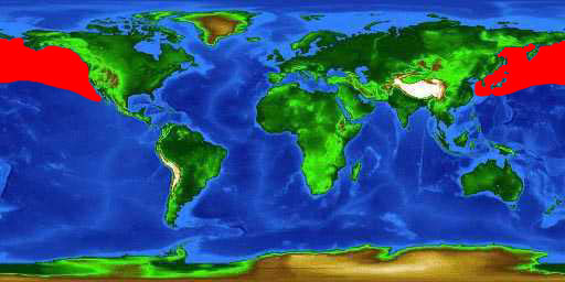 World distribution map for the salmon shark