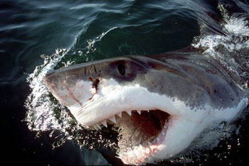 The white shark may prey on juvenile salmon sharks where their ranges overlap. Photo © Klaus Jost