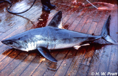 Porbeagle. Fotografie H. W. Pratt