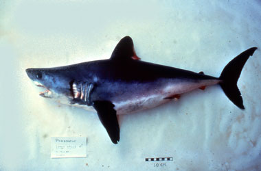 Porbeagle. Photo © H.W. Pratt