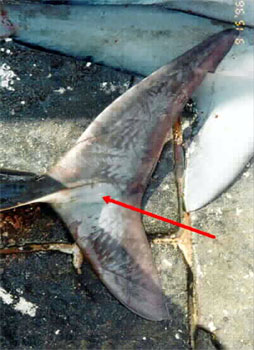 Porbeagle au Chile caudale secundare. Fotografie curtoazie NOAA