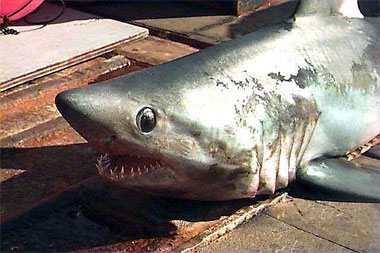 Porbeagle head, also notice the white free rear tip of the dorsal fin. Photo courtesy NOAA