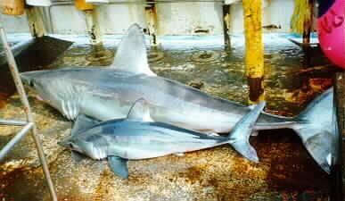 Porbeagles are rarely implicated in shark attacks. Photo courtesy NOAA