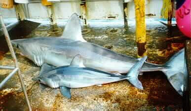 Porbeagle sunt rareori implicate în atacurile rechinilor. Foto curtoazie NOAA