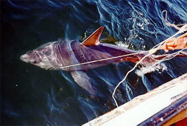 reguleret fiskeri efter porbeagle findes i Norge og Canada. Foto med tilladelse NOAA