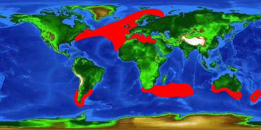 World distribution map for the porbeagle