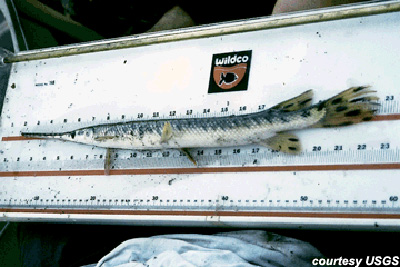 Longnose Gar. Photo courtesy U.S. Geological Survey