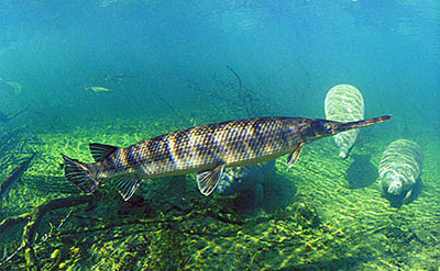 Longnose gar. Photo © Doug Perrine