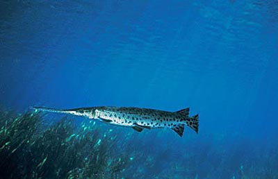 Longnose gar. Photo © Doug Perrine