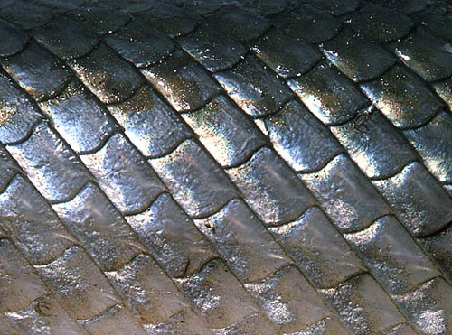 Longnose gar have rhomboidal ganoid scales. Photo © George Burgess