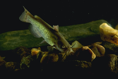 Brown bullhead catfish are among the numerous prey items of the longnose gar. Photo courtesy USDA Photo/Ken Hammond