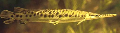 Spotted gar are often confused with the Florida gar. Photo courtesy U.S. Fish and Wildlife Service