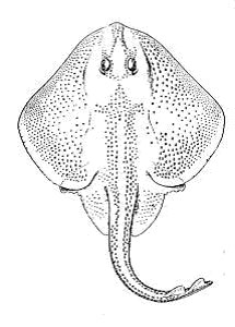 Line illustration of the little skate. Image courtesy NOAA